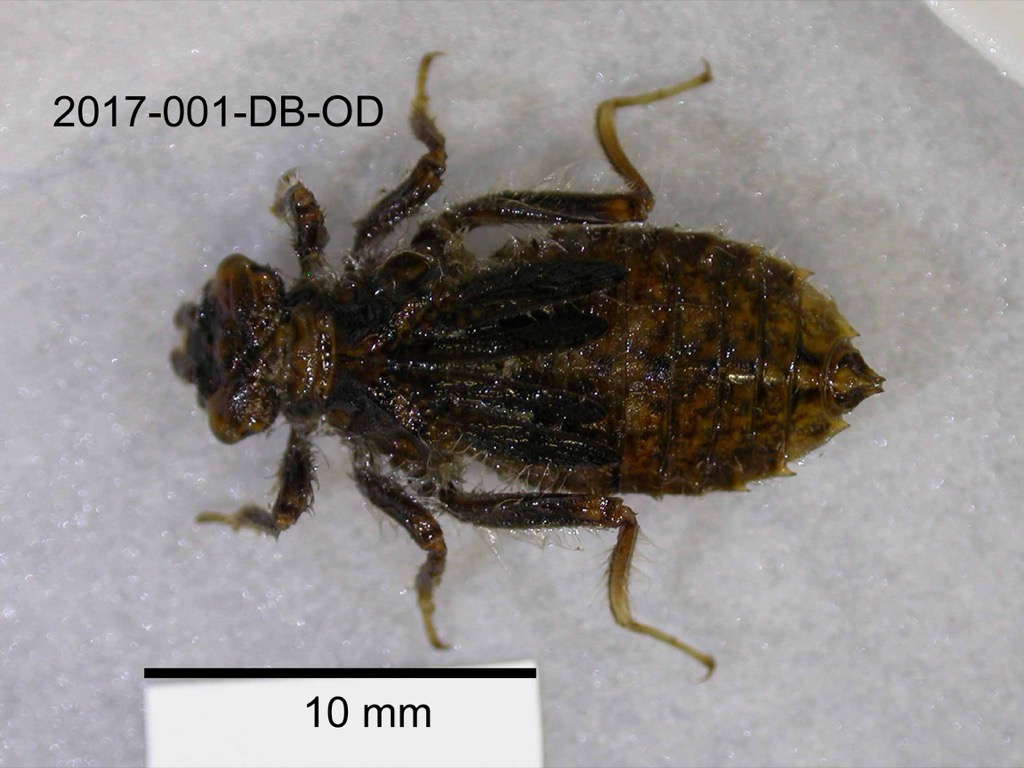 dorsal