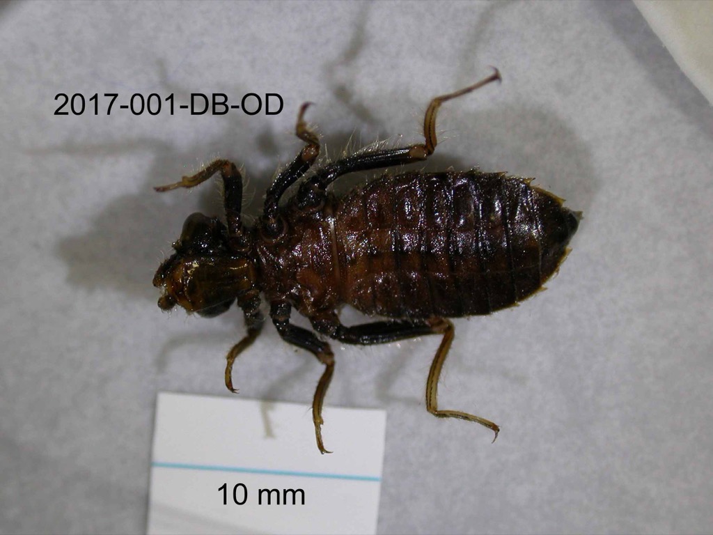 ventral