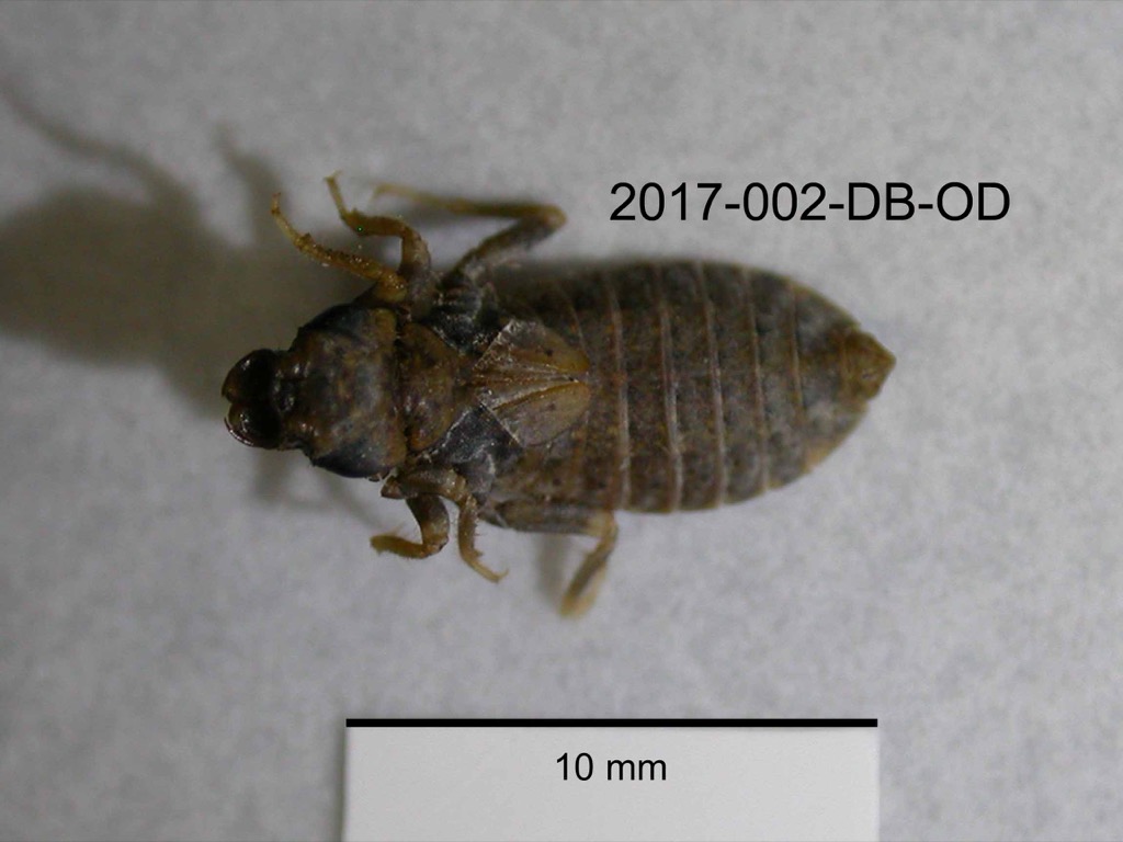 dorsal