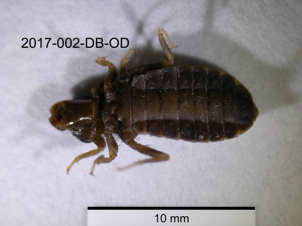 ventral