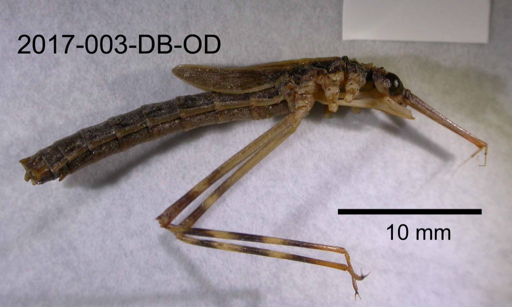 lateral