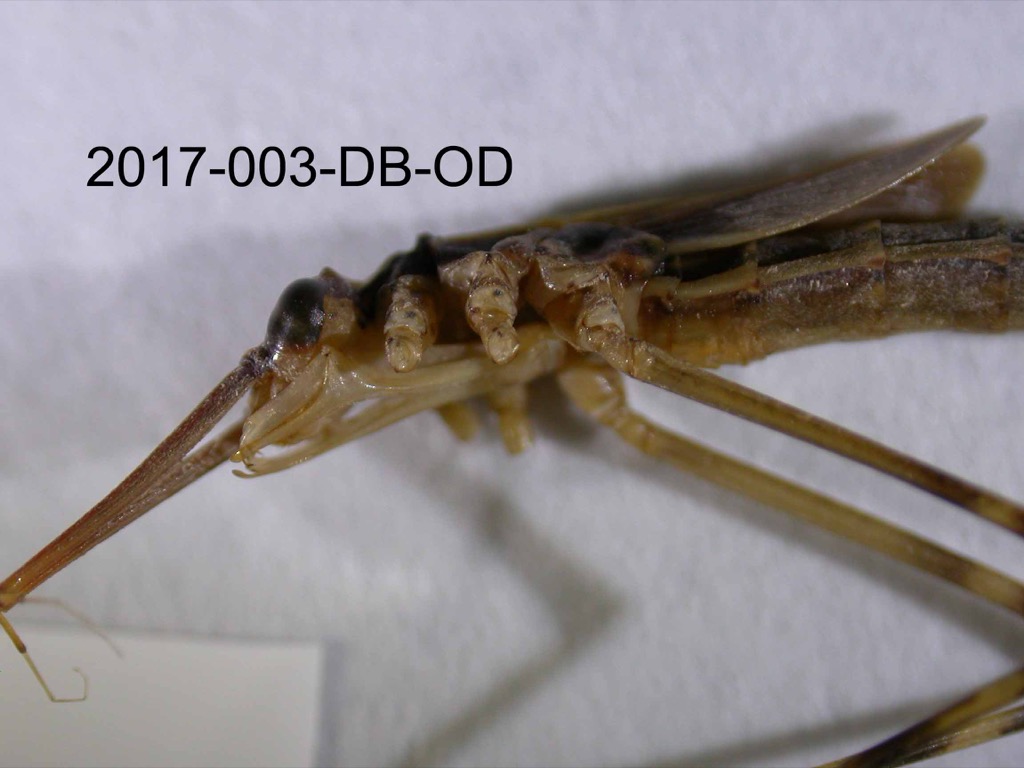head and thorax lateral