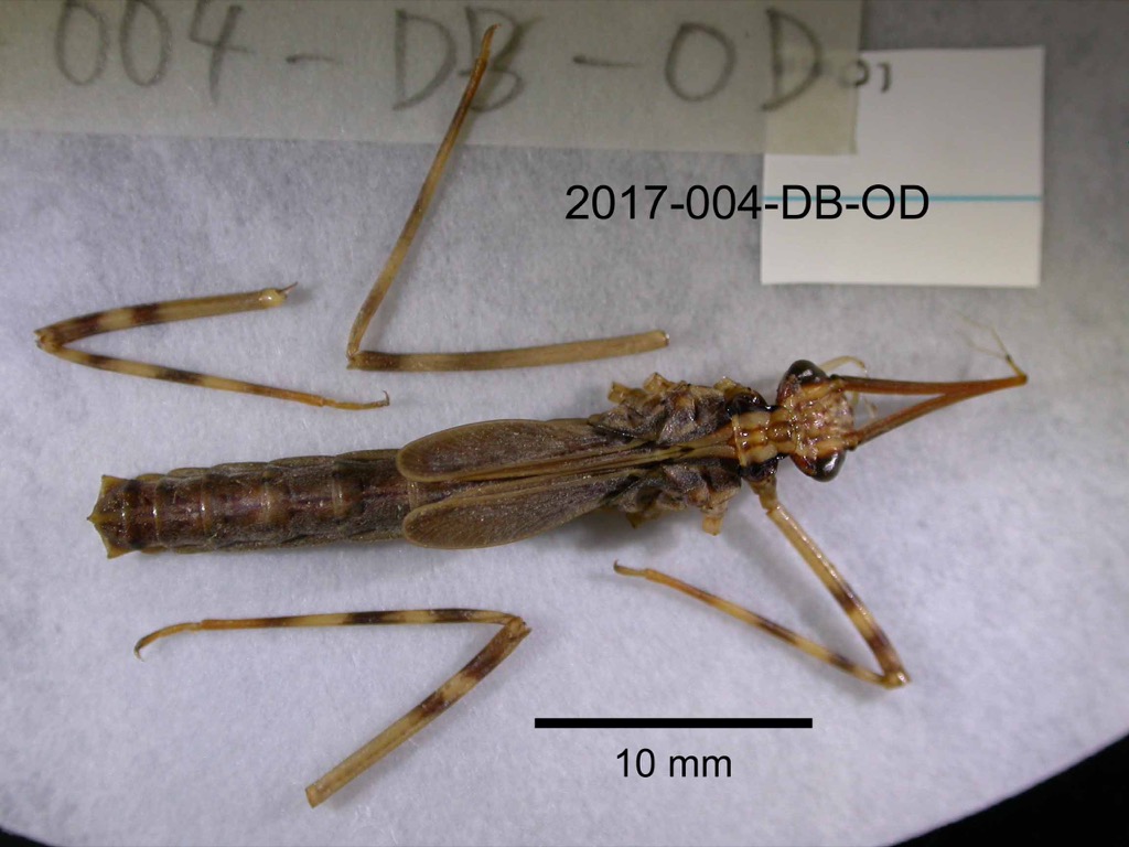 dorsal