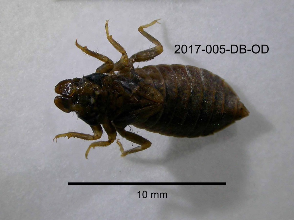 dorsal