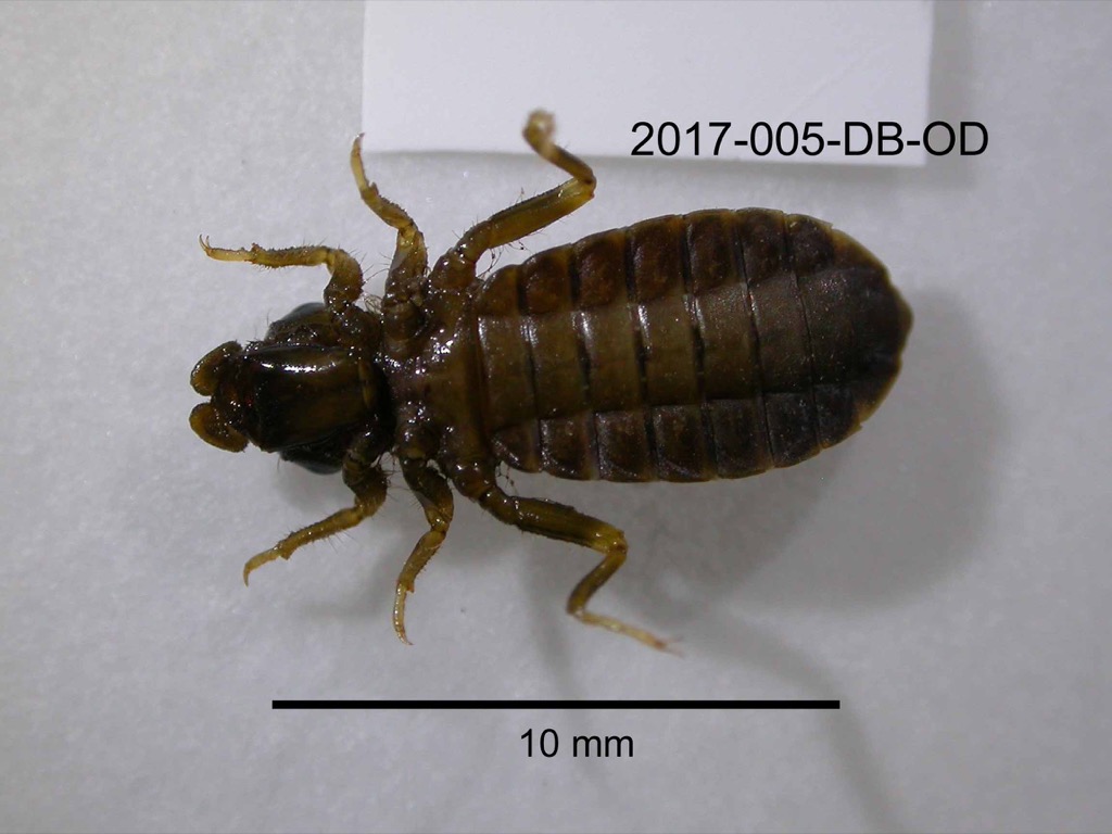 ventral