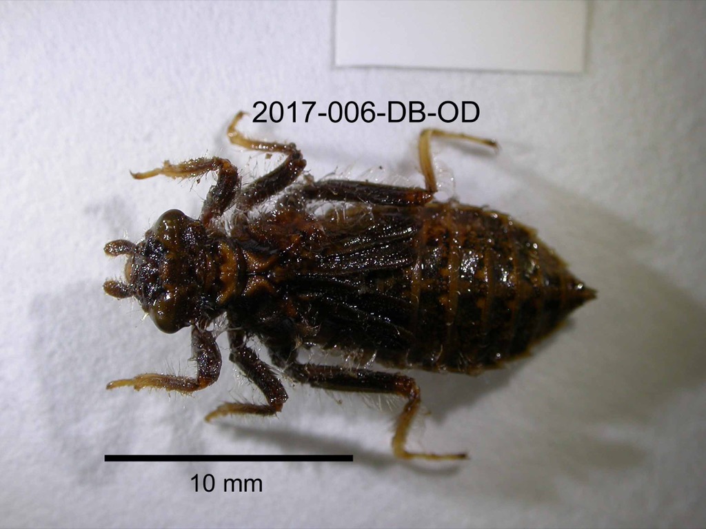 dorsal