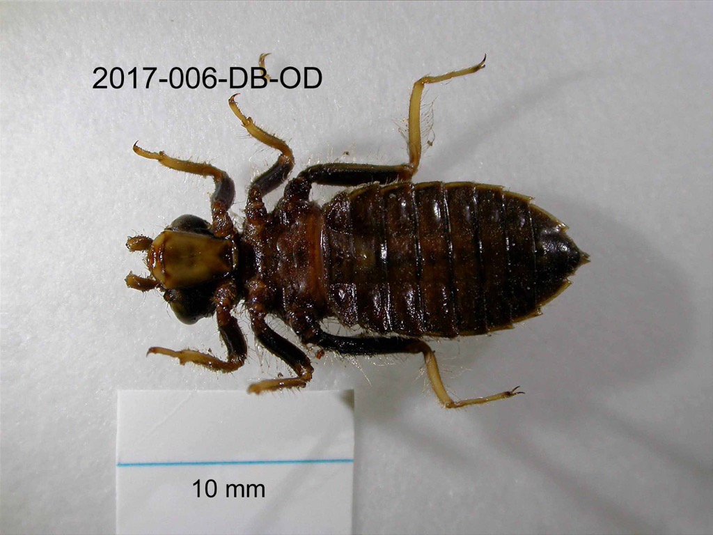ventral