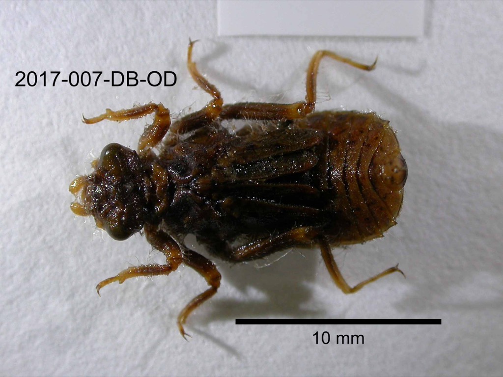 dorsal