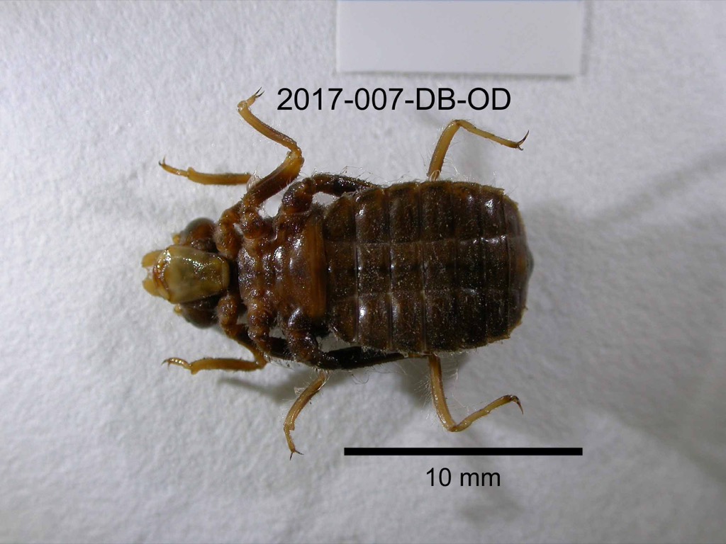 ventral