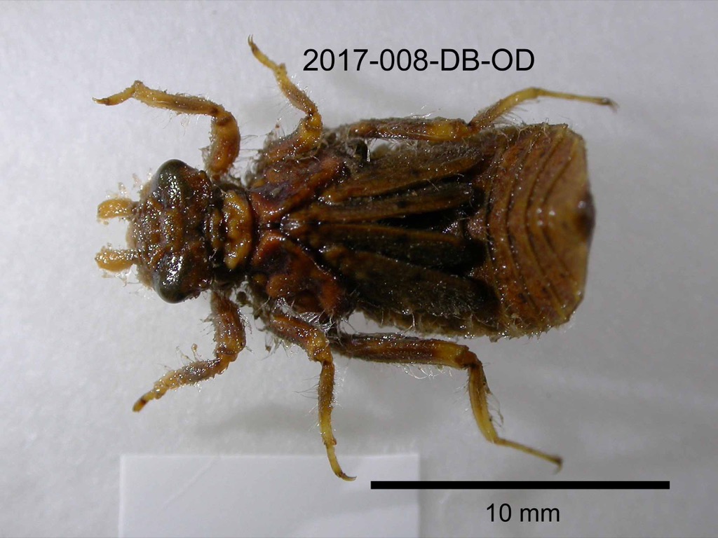 dorsal