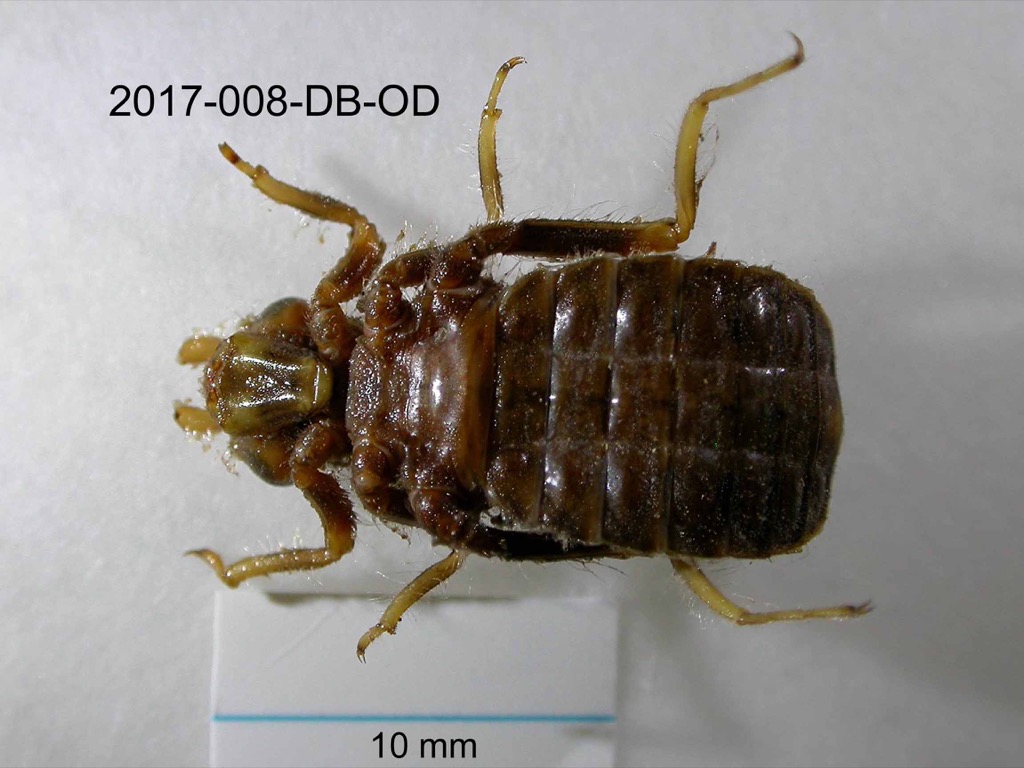 ventral