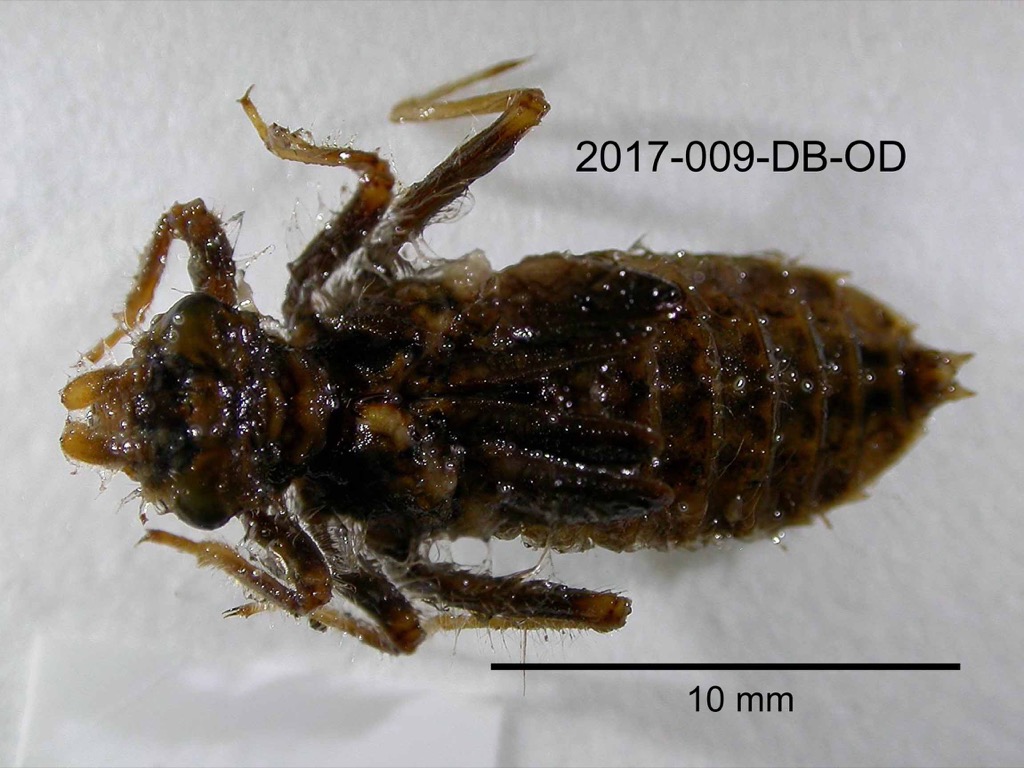dorsal