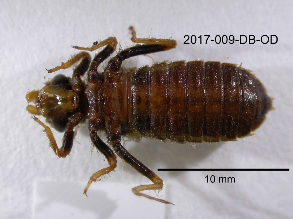ventral