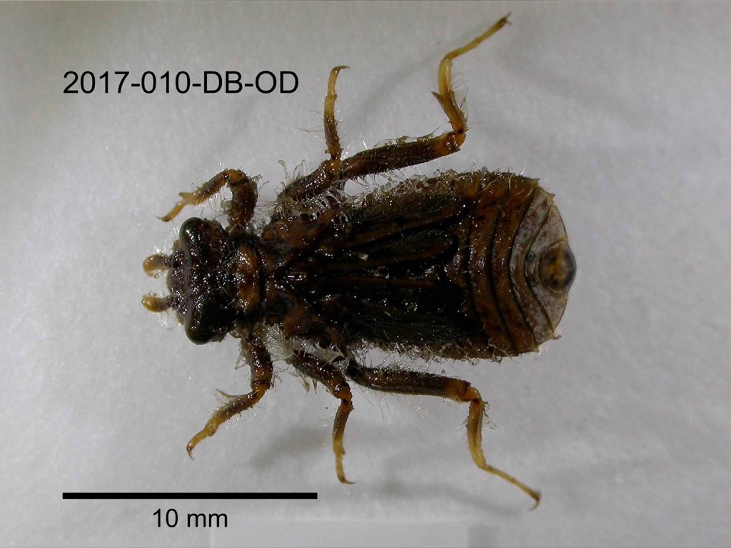 dorsal