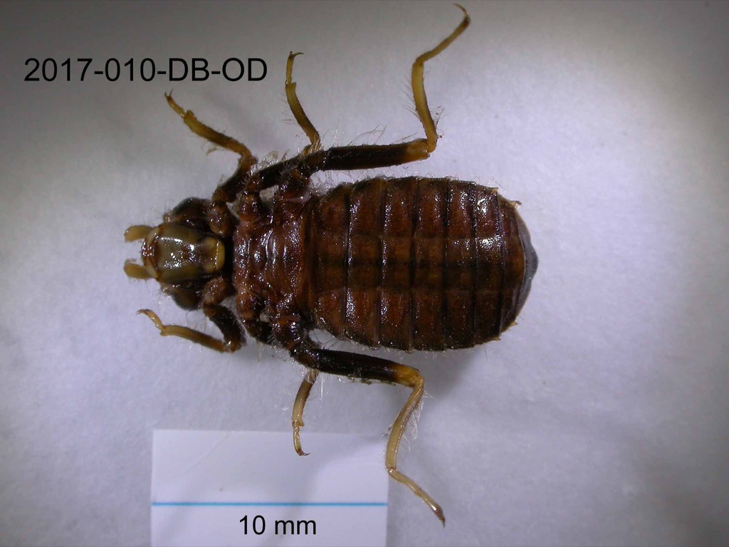ventral