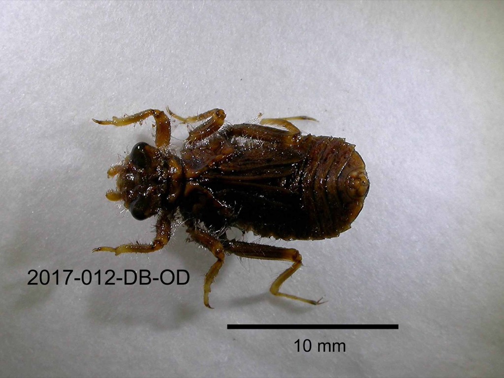 dorsal
