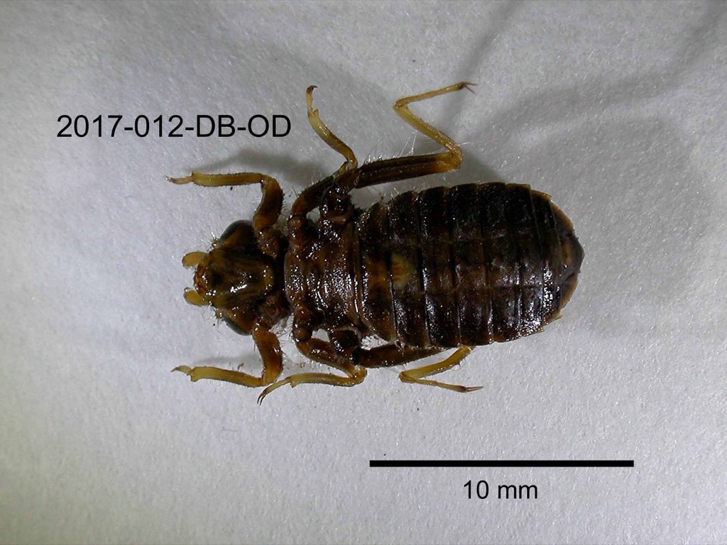 ventral