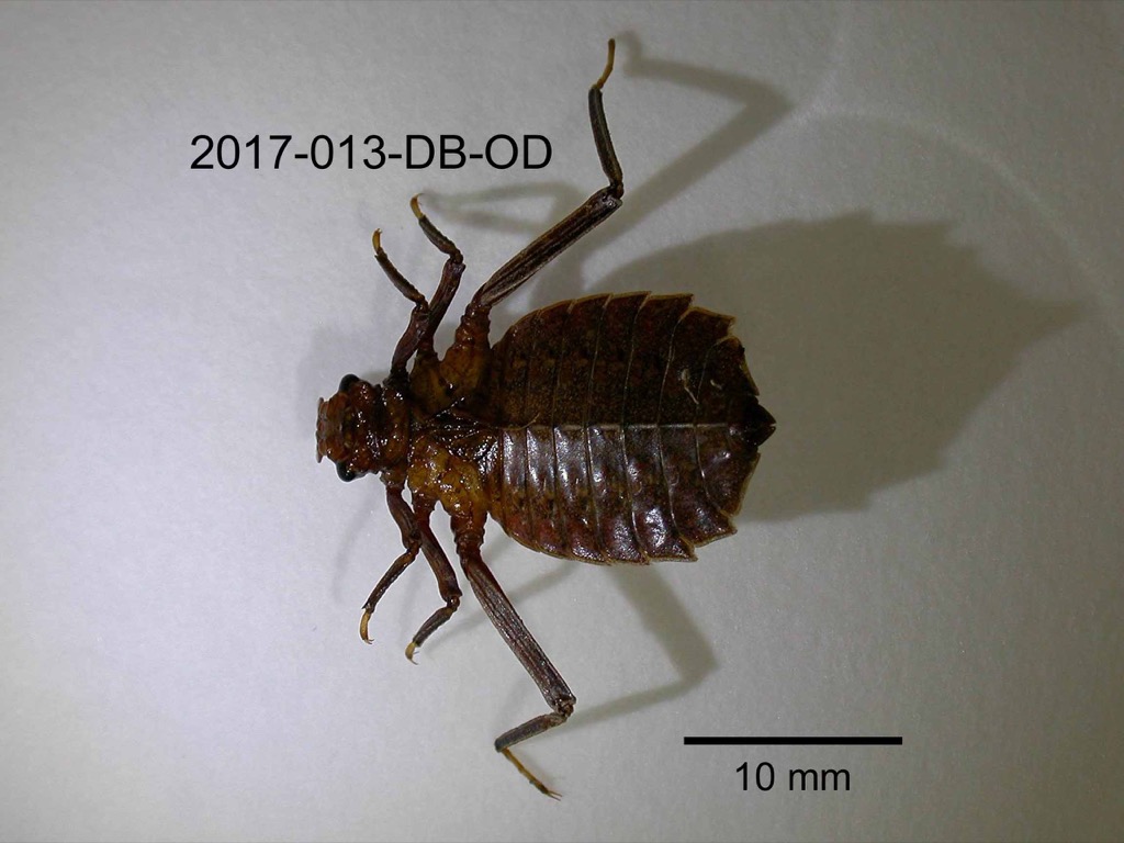 dorsal