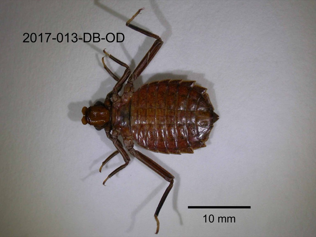 ventral