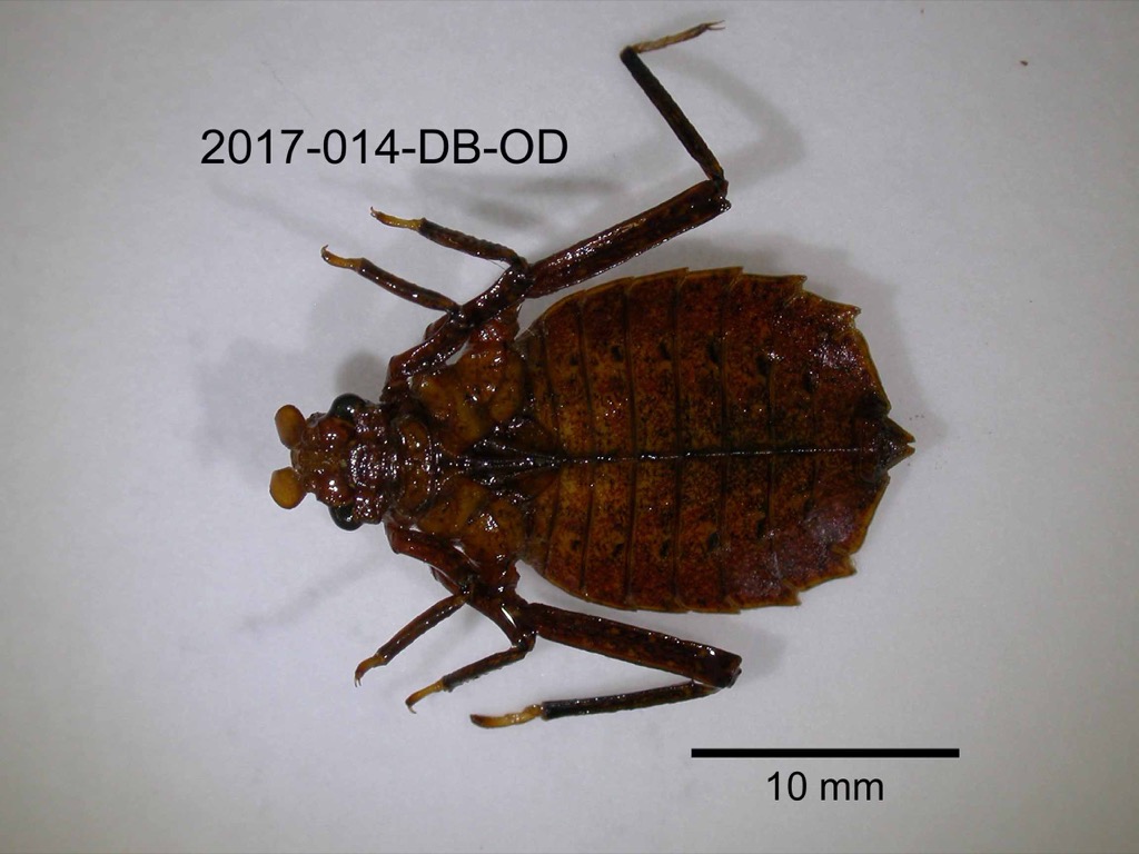 dorsal