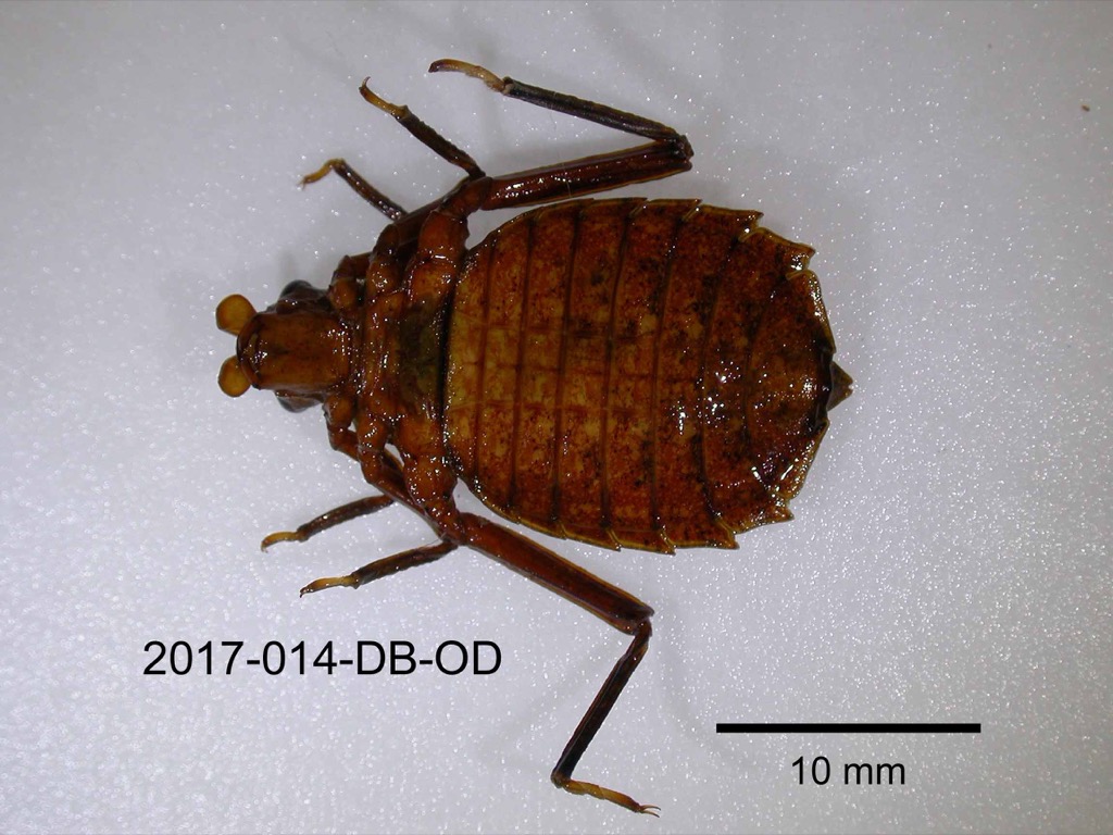 ventral