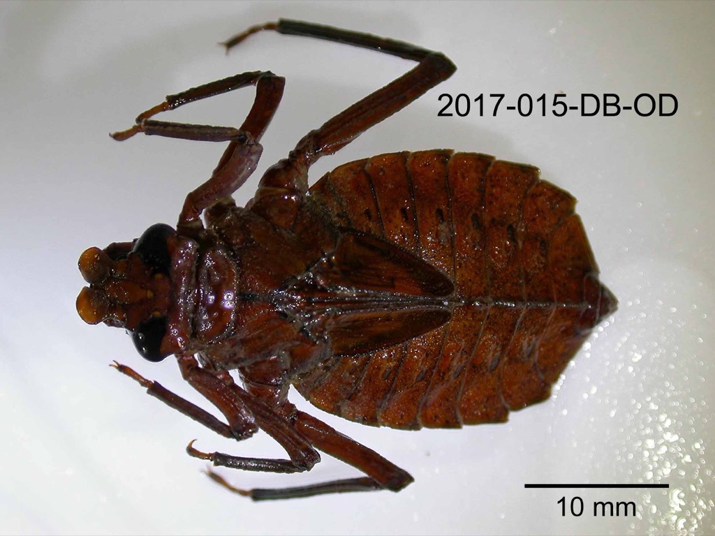 dorsal