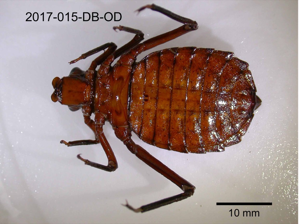 ventral
