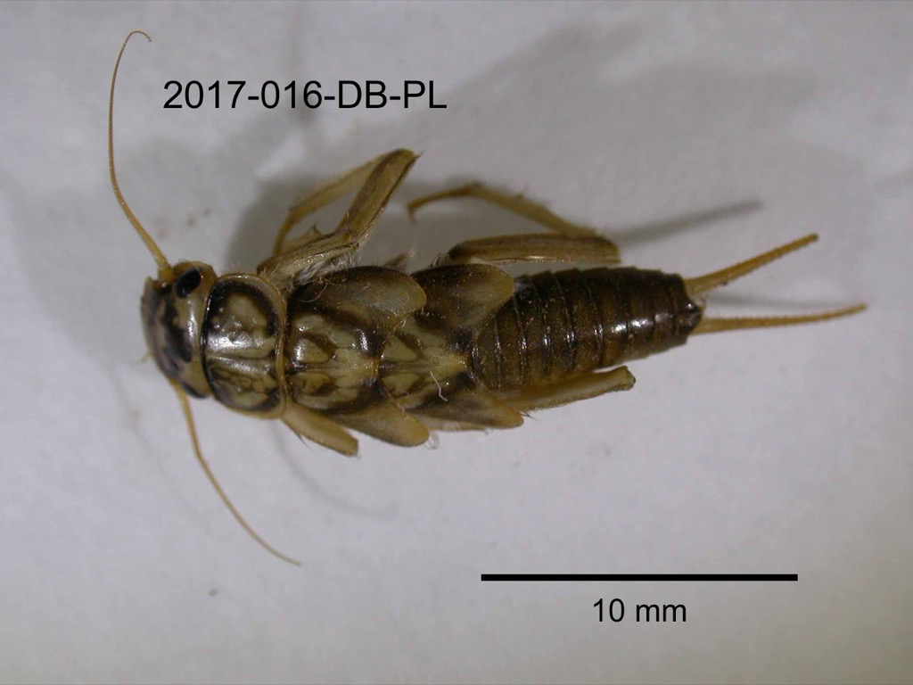 dorsal