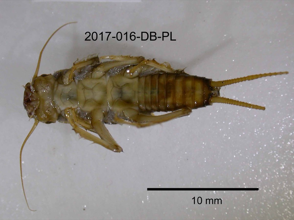 ventral