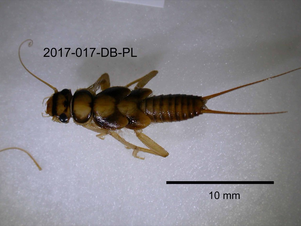 dorsal