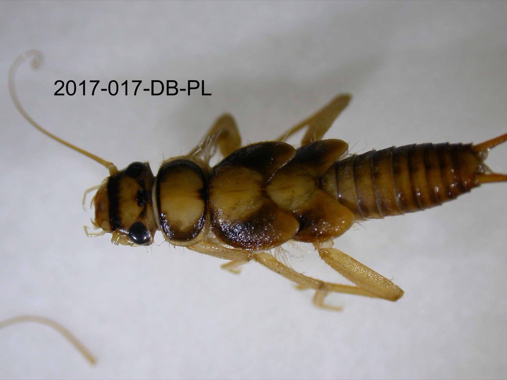 dorsal