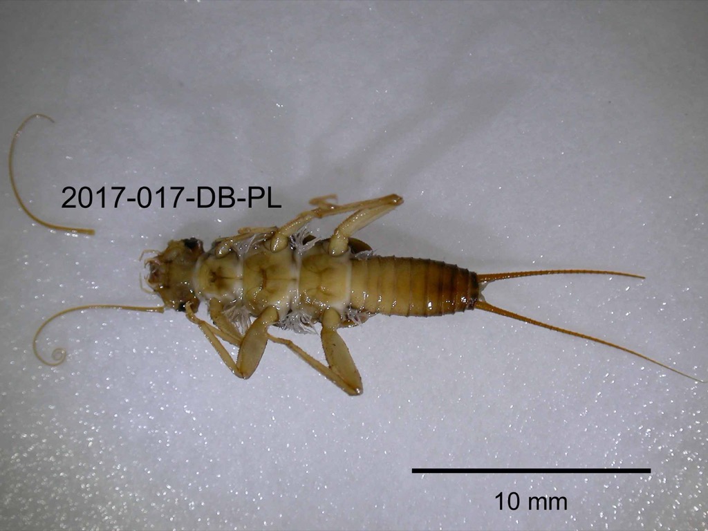 ventral