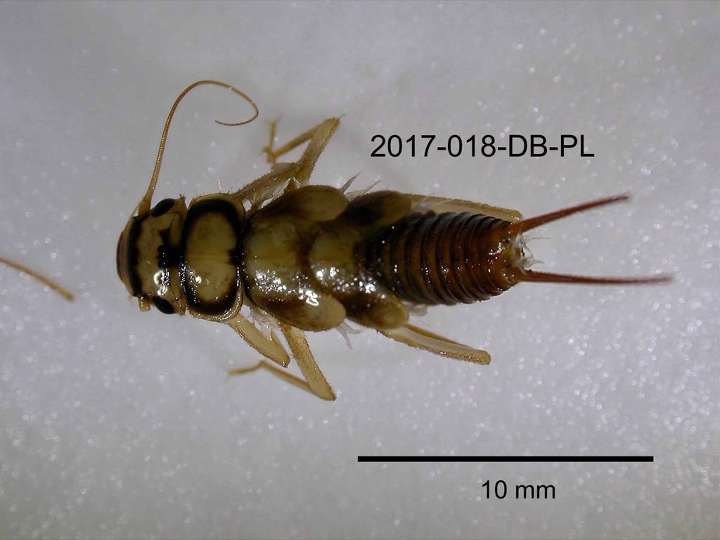 dorsal
