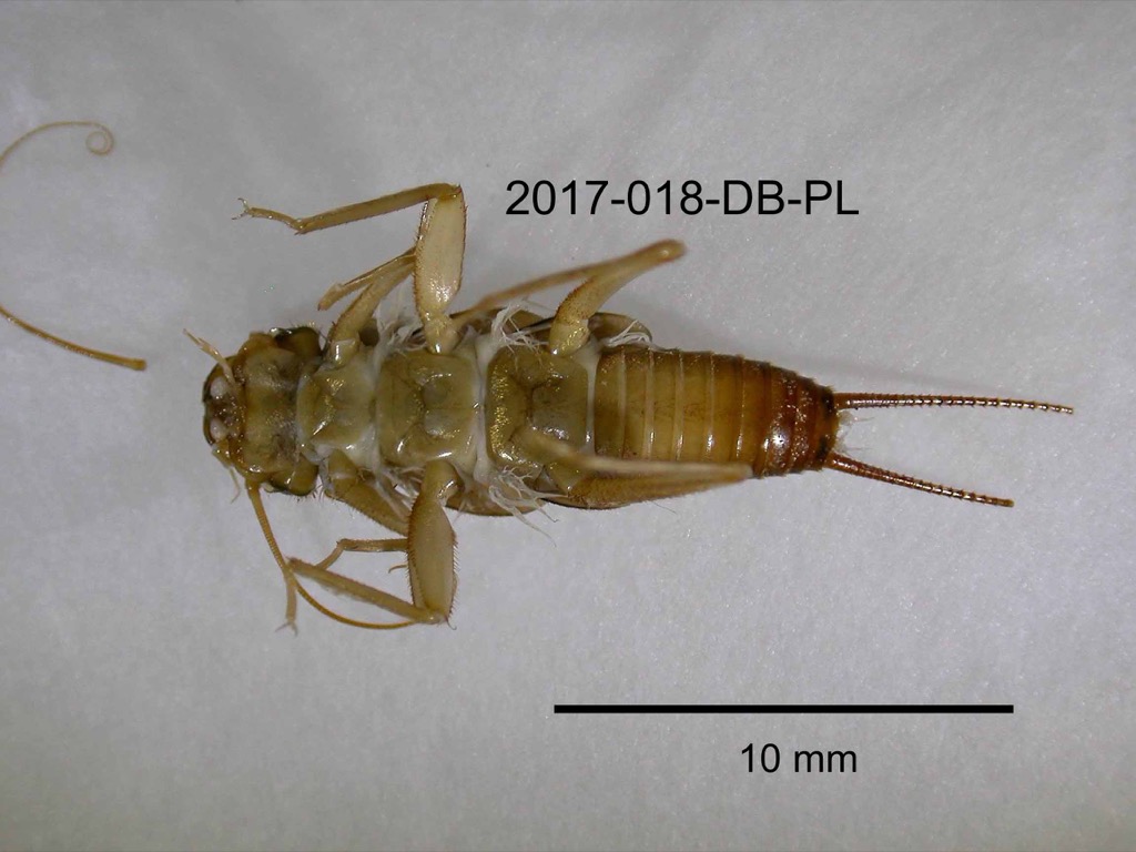 ventral