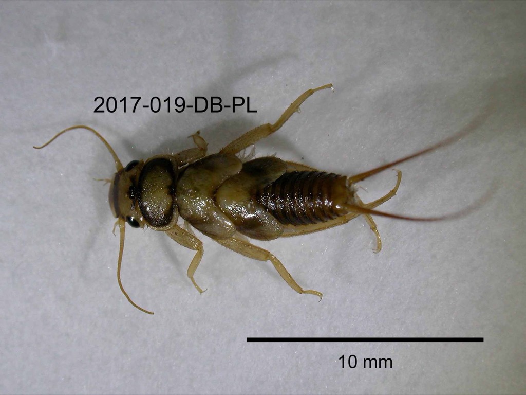 dorsal