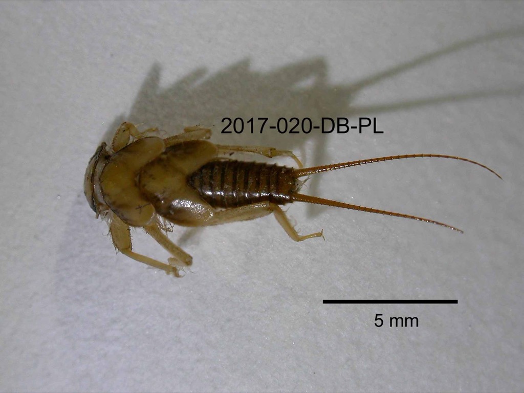 dorsal