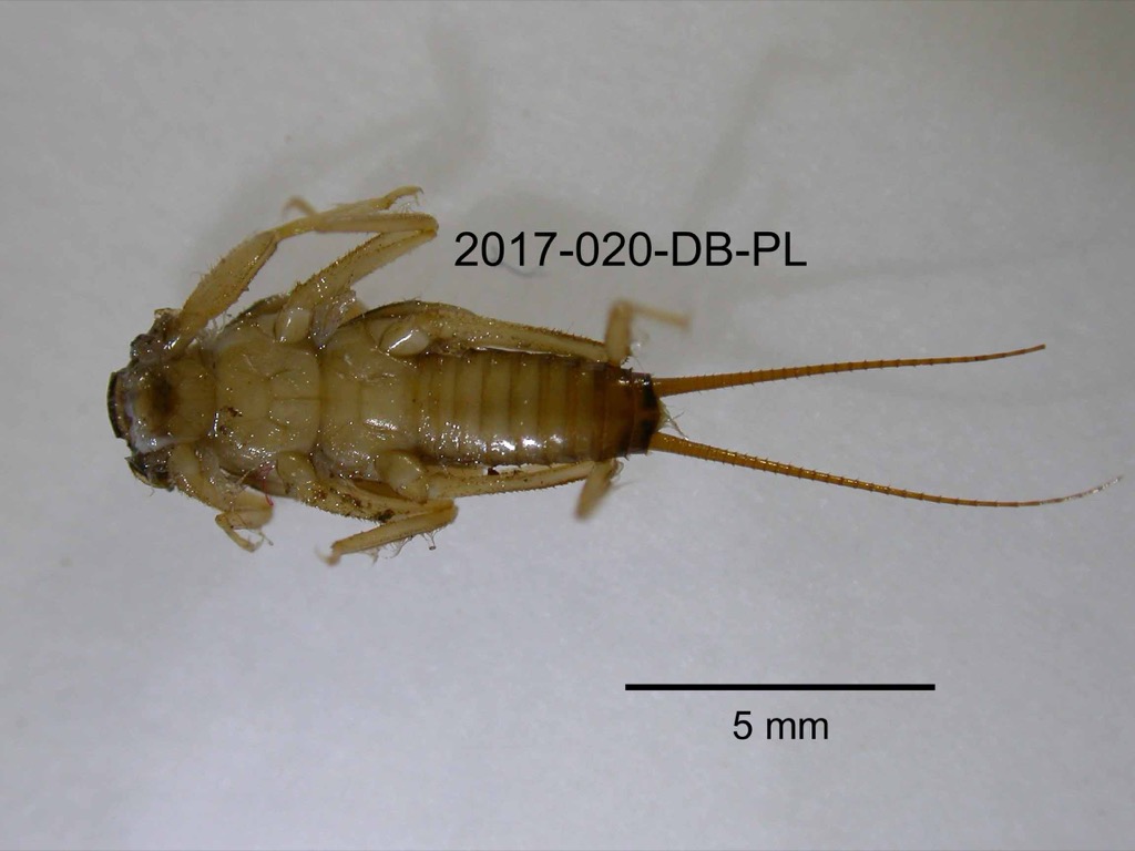 ventral