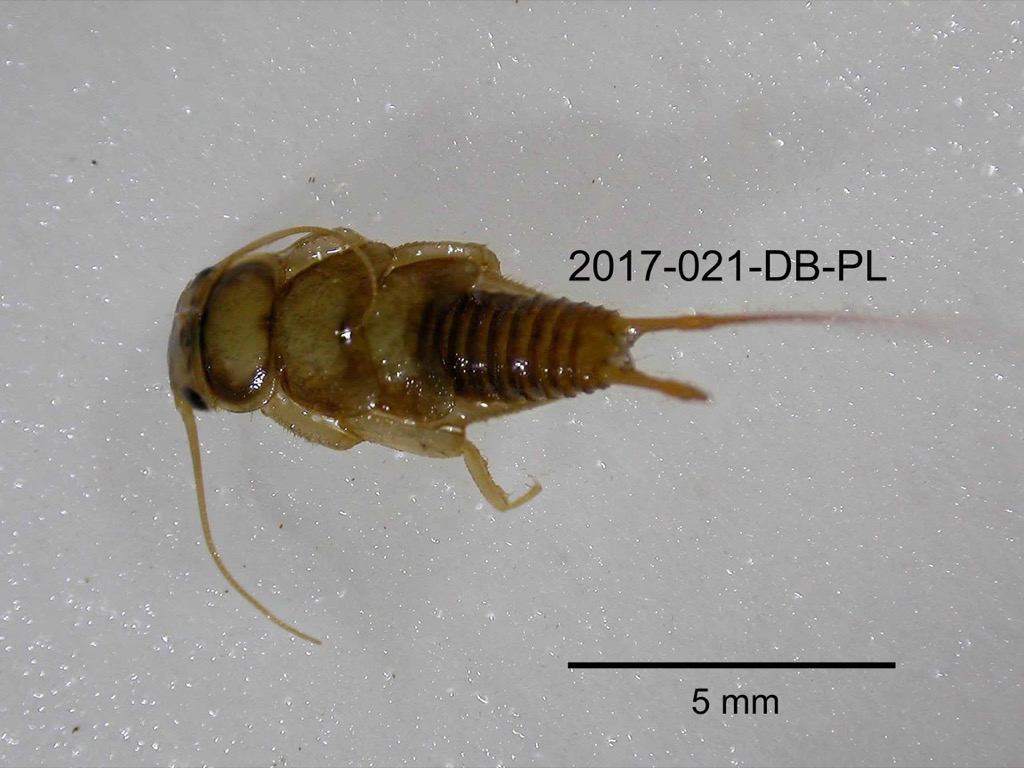 dorsal