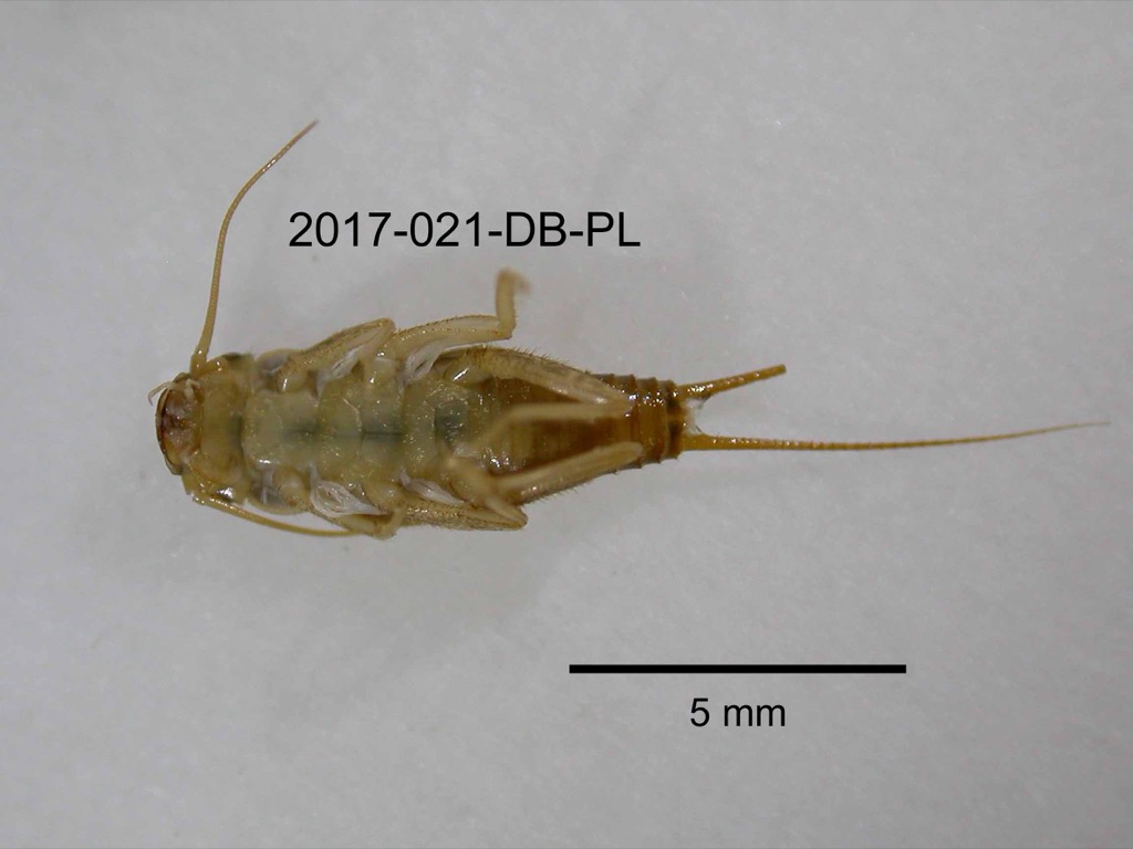 ventral