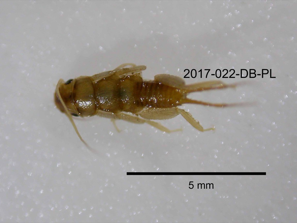 dorsal