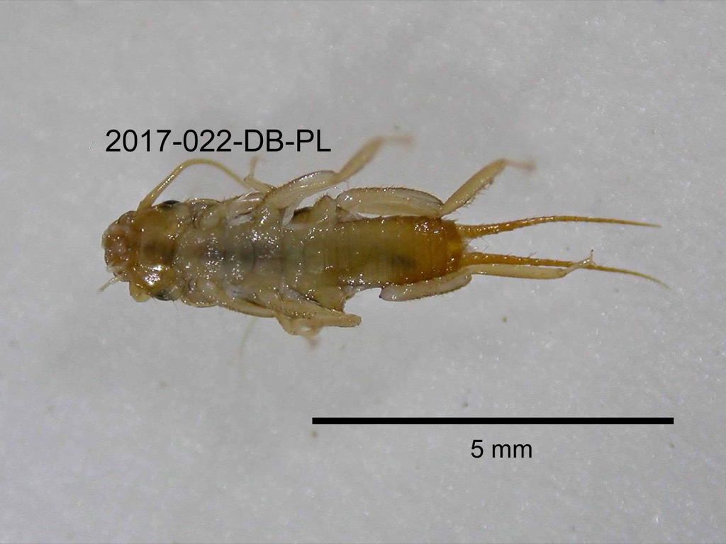 ventral