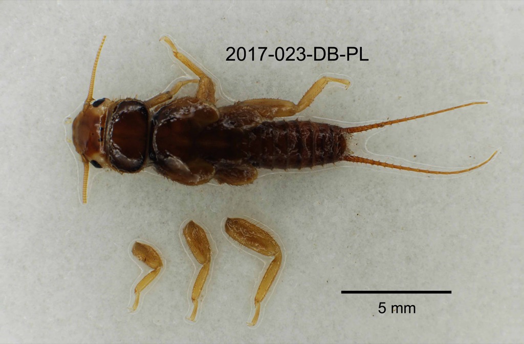 dorsal