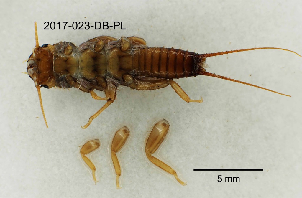 ventral