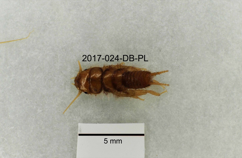 dorsal