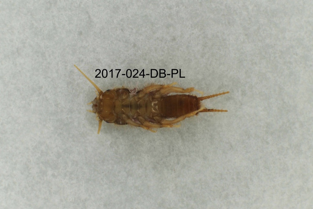 ventral