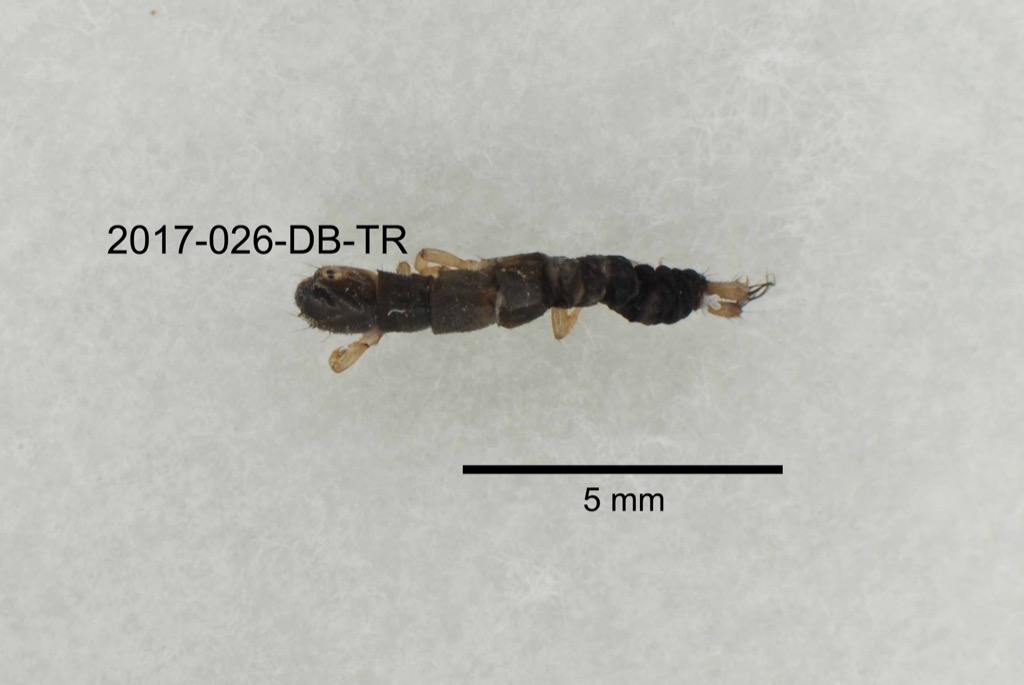 dorsal