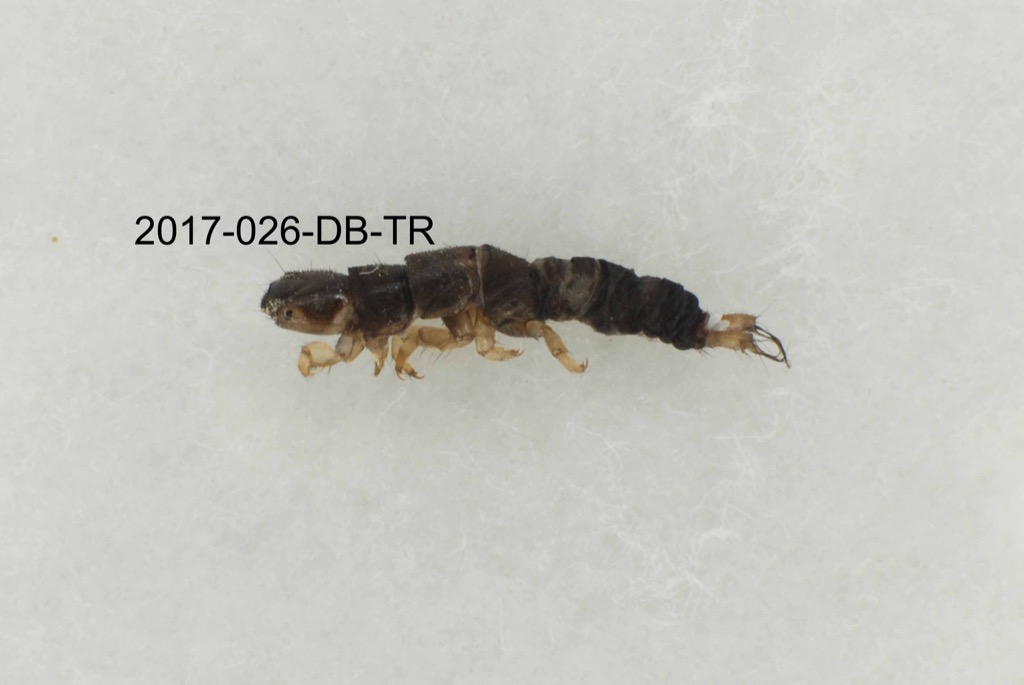 lateral