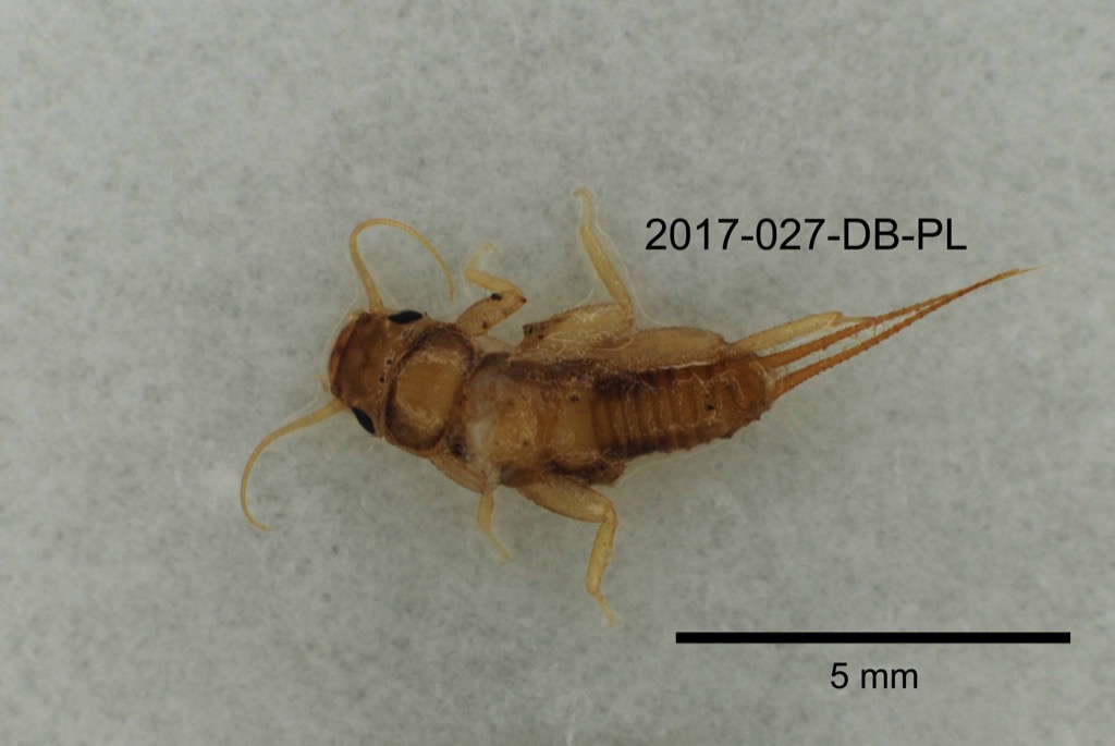 dorsal