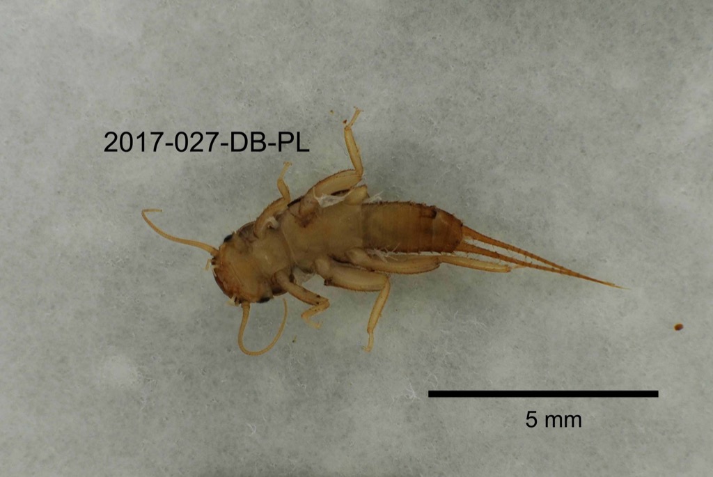 ventral