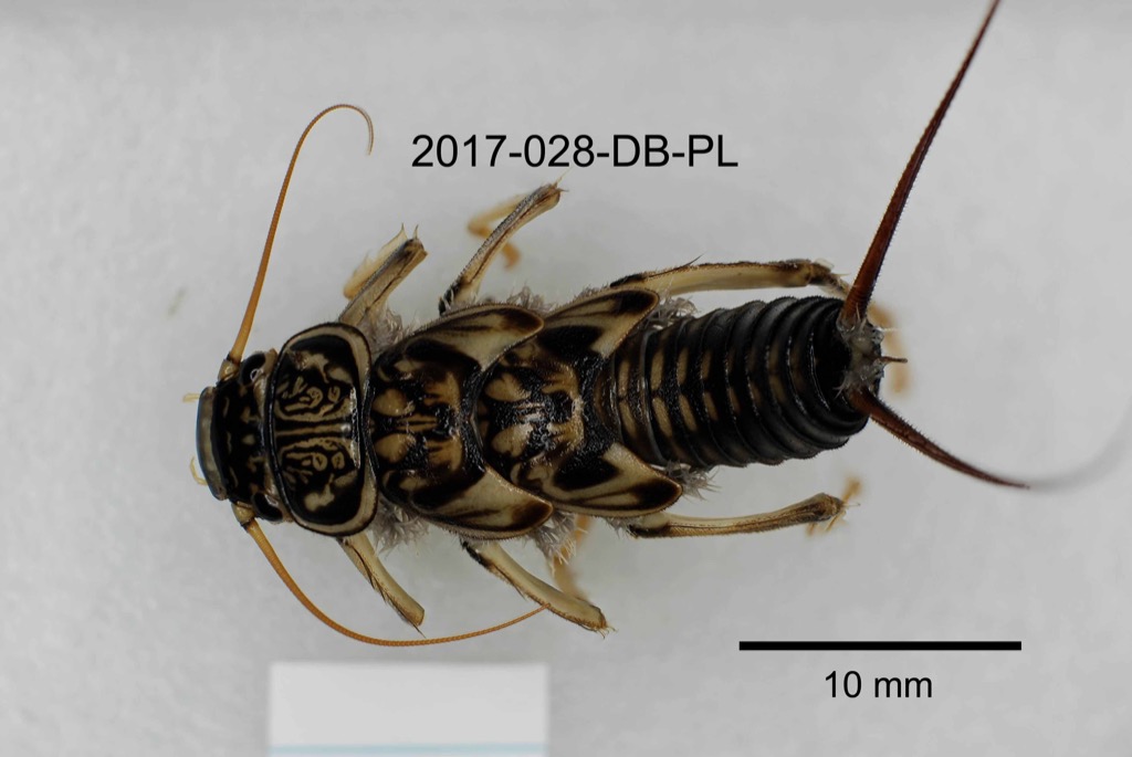 dorsal
